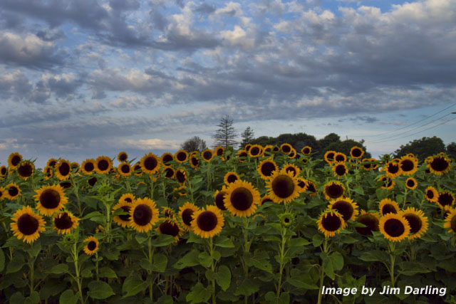 Sunflowers by Jim Darling