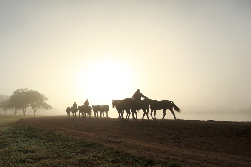 Horses at sunrise in Texas by Jen Consalvo